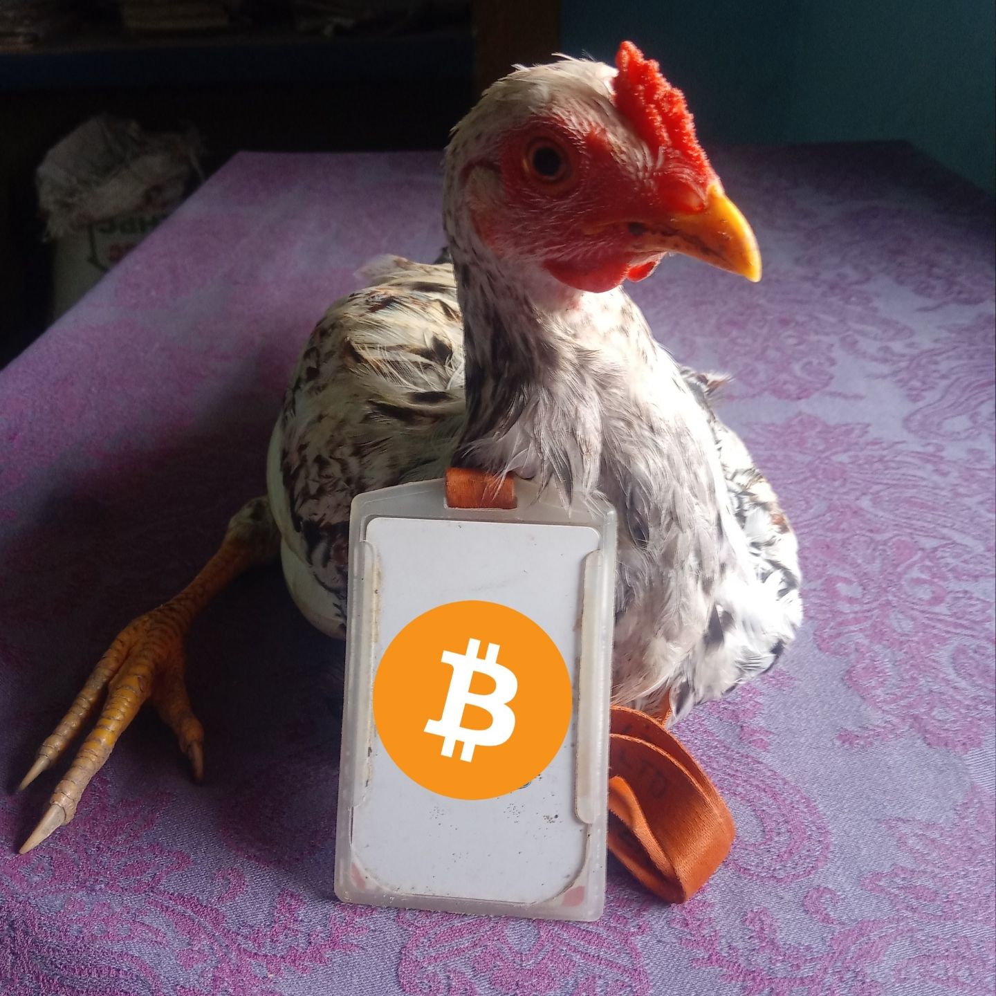 Crypto Chicken pfp